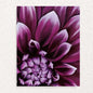 Purple Dahlia - Affirmations Card