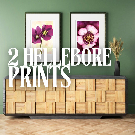 2 Hellebore Prints